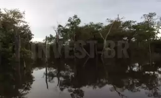 Conheça Área em Careiro, Amazonas - AM53001 - 10 Área em Careiro, Amazonas - AM53001 - 10