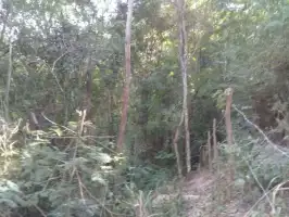Conheça Ótimo Terreno em Ilha de Guaratiba - 6022 - 3 Ótimo Terreno em Ilha de Guaratiba - 6022 - 3